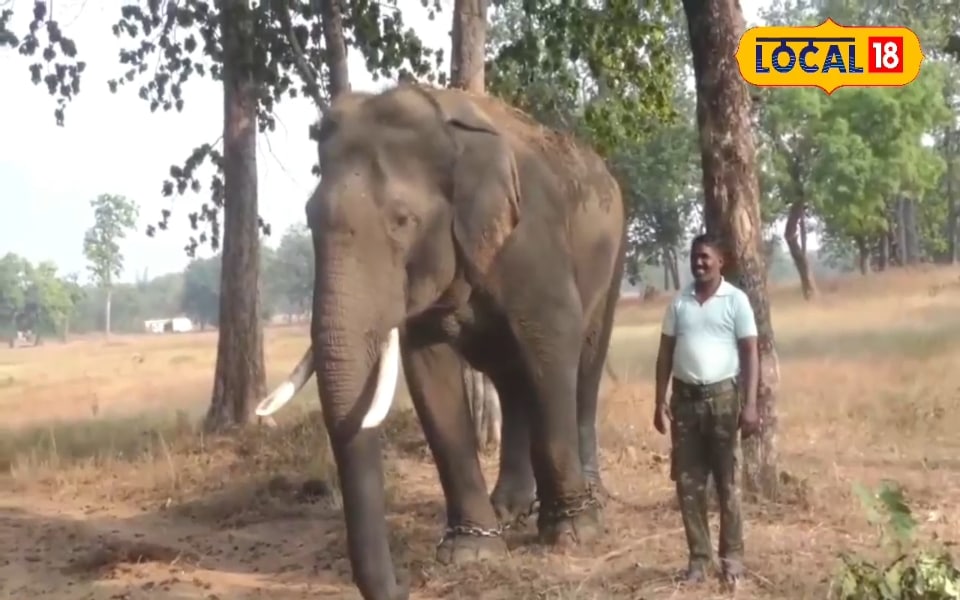 छत्तीसगढ़ के इस अभ्यारण में चलेगा ऑपरेशन बायसन, हाथियों की मदद से किया जाएगा रेस्क्यू