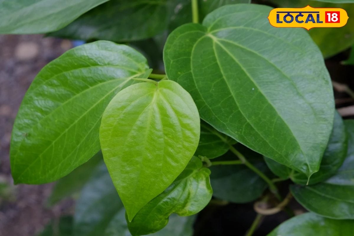 पाचन-जोड़ों के दर्द और आंखों के लिए के लिए फायदेमंद है ये पत्ता!