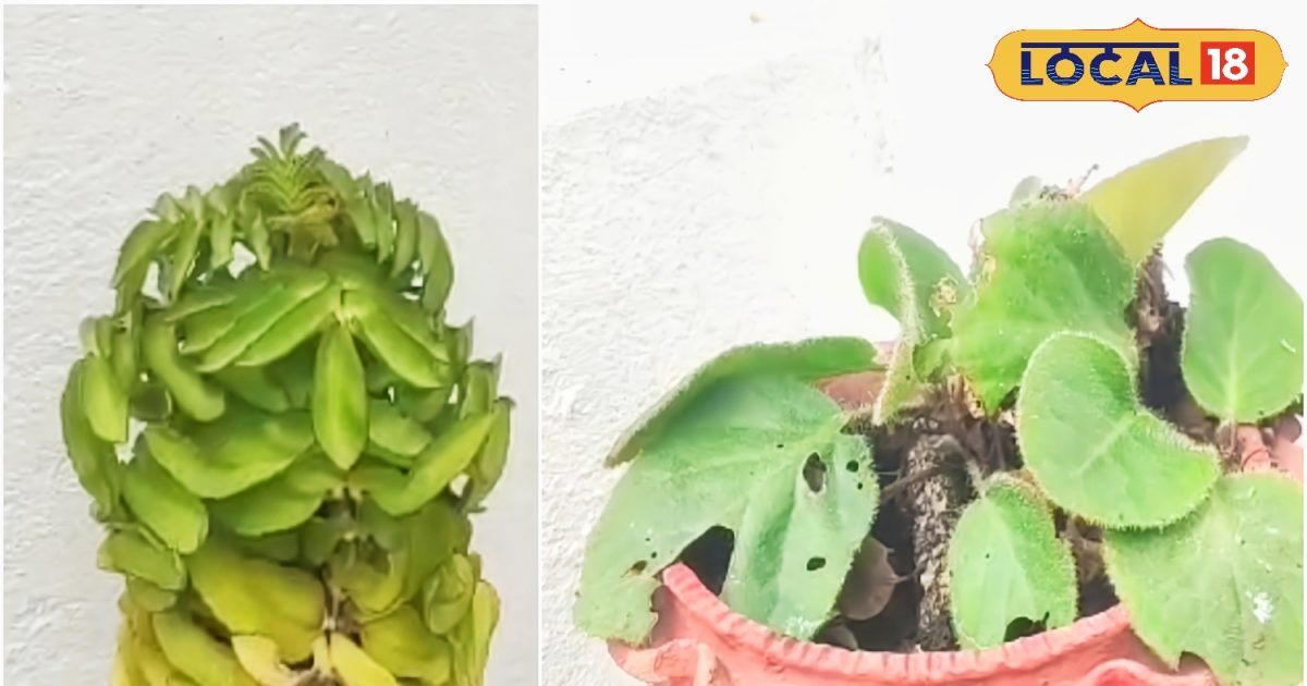 2 miraculous plants found in the mountains can eliminate stones from their roots!  Excessive consumption can be dangerous