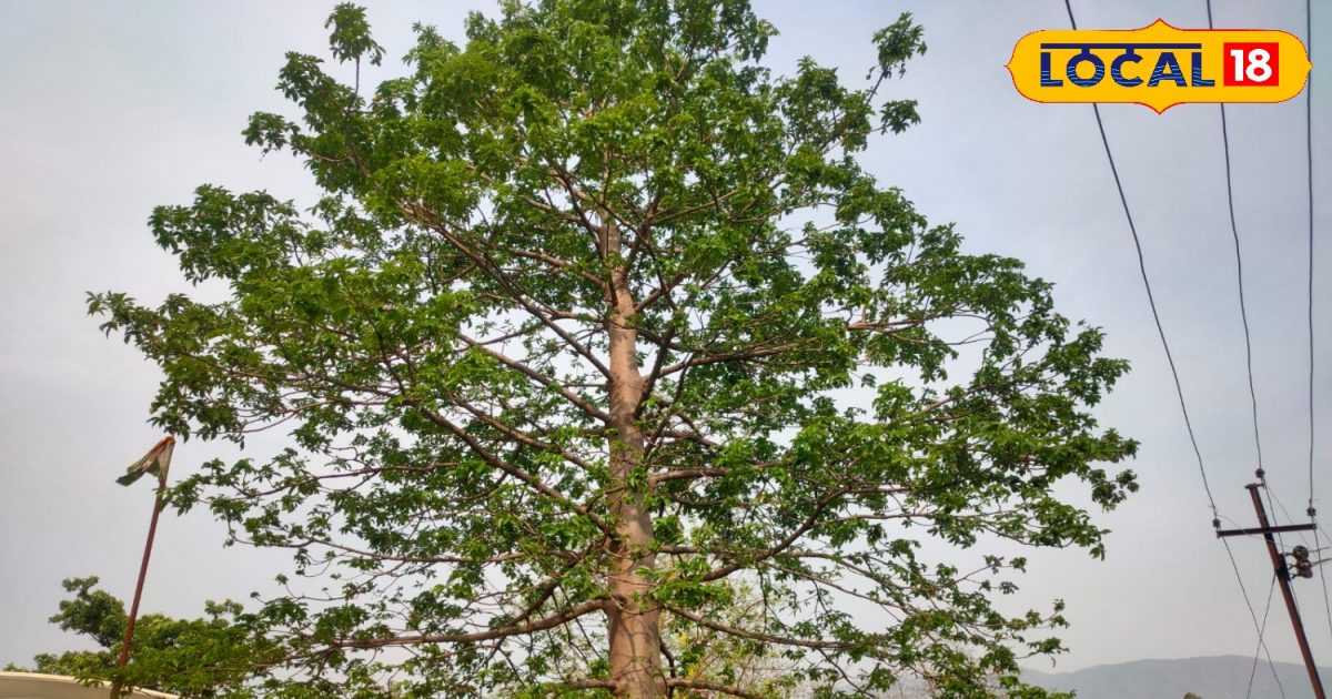 Trees In Rishikesh Parijat and Kalpavriksha are in Rishikesh know these tree benifits