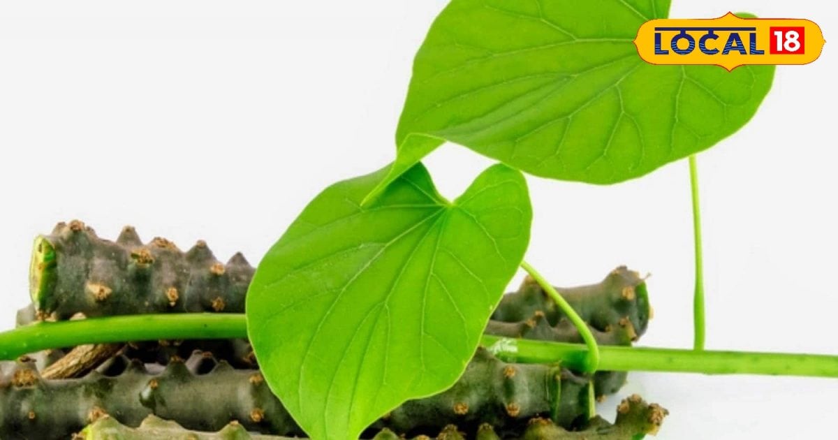 These people should not use Giloy!  Immunity booster can be fatal, know expert’s opinion