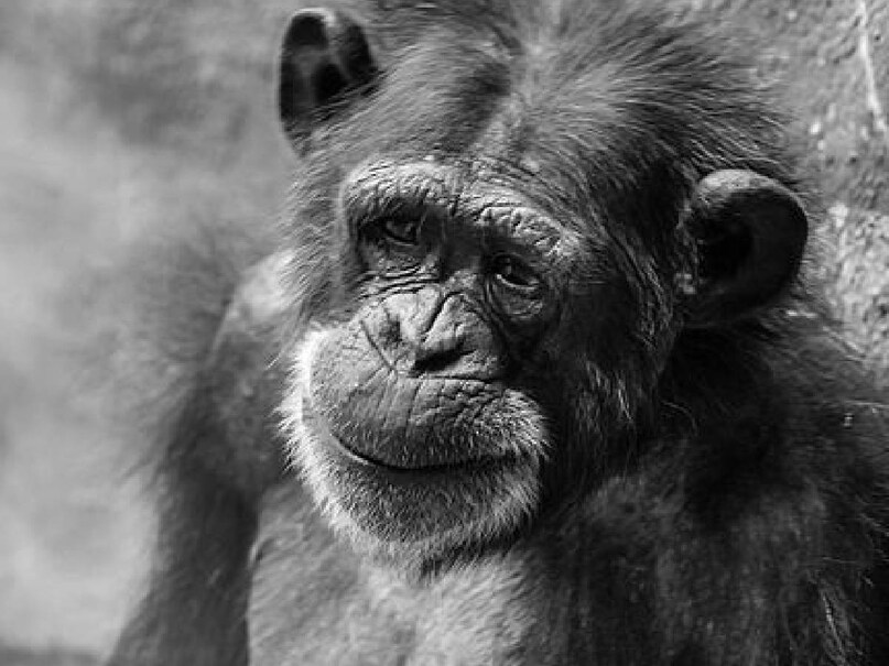 Normal Chimp वो जानवर जो साथी की मौत पर रोते हैं - Animals that cry on the death of ...