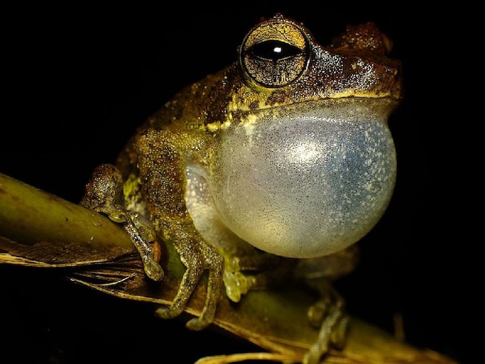 why do frogs inflate their throat and why they are called as bubble