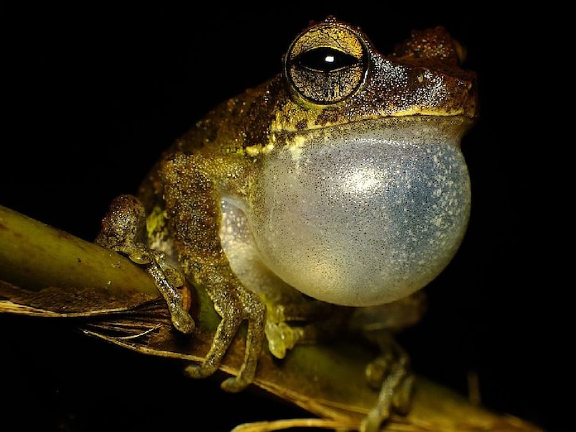 why do frogs inflate their throat and why they are called as bubble ...