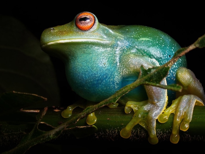 why do frogs inflate their throat and why they are called as bubble