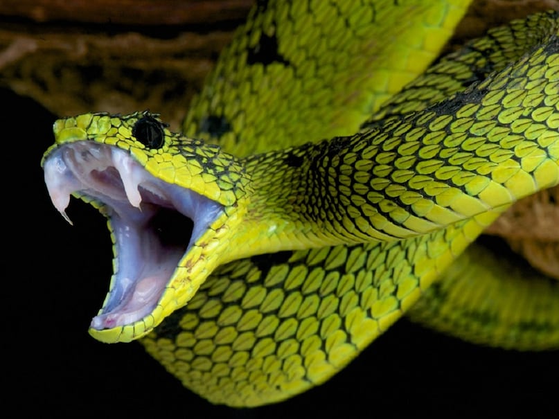 What is the colour of Snake venom, Snake snake venom, animals, animal, Wildlife, envrionmnent, science, What is the colour of Snake venom, Snake snake venom, animals, animal, Wildlife, envrionmnent, science,