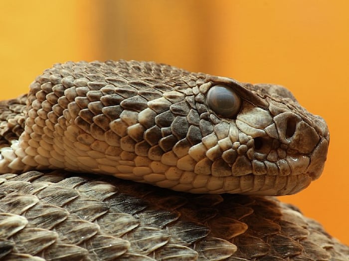 How do snakes make an sssssss sound while taking out their tongue