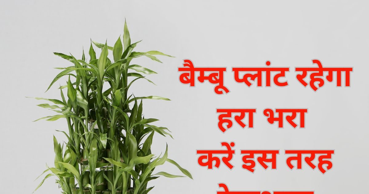 घर में रखे आपके लकी बैम्बू प्लांट के पत्ते मुरझा तो नहीं रहे? 7 बातों