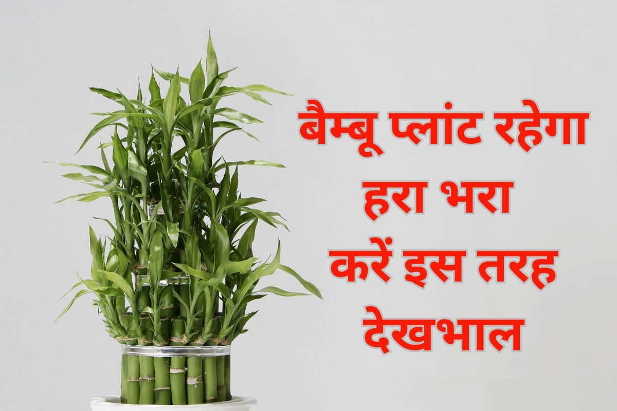 घर में रखा आपका लकी बैम्बू प्लांट मुरझा तो नहीं रहा? 7 बातों का रखें ख्याल