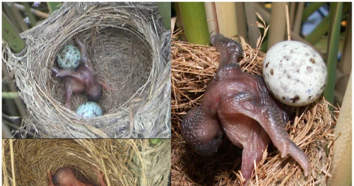 ये है चिड़ियों की दुनिया के डॉन, दूसरों के घोंसले में देते हैं अंडा