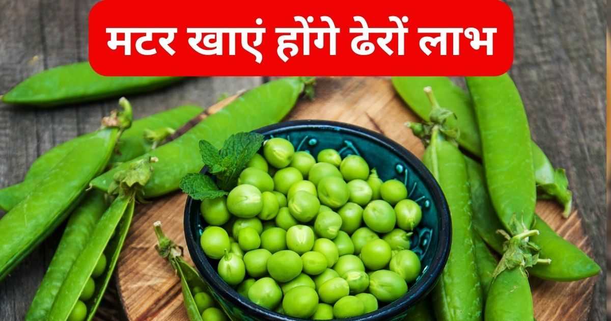 प्रोटीन, विटामिंस से भरपूर हरी मटर हानिकारक कोलेस्ट्रॉल करे कम, कई