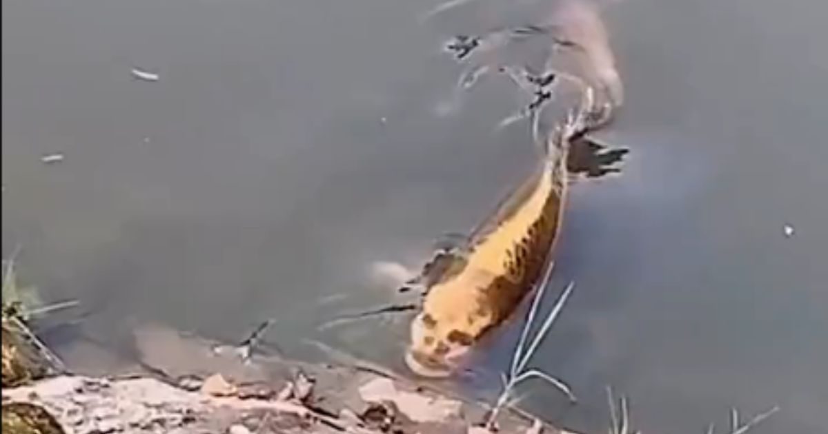 Scaring Fish इंसानों की तरह है मछली का चेहरा, पकड़ना छोड़िए, कायदे से देख भी लिया तो ...
