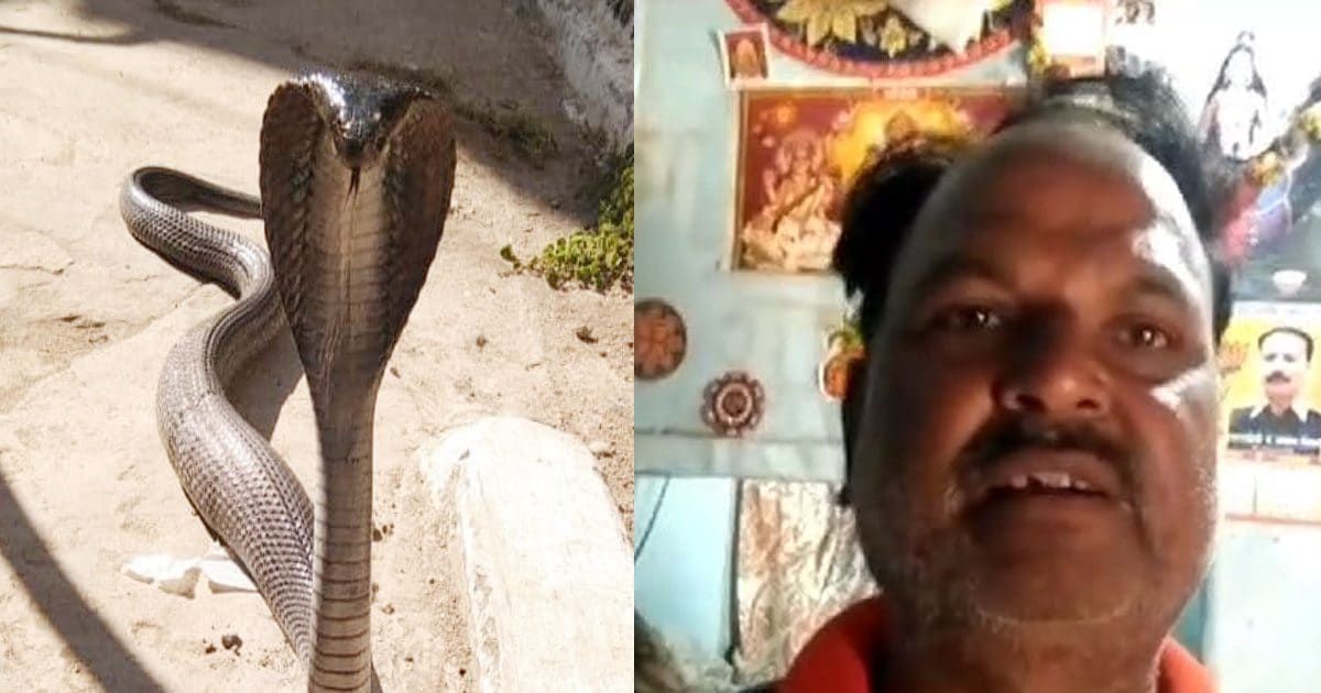 OMG! 5 दिन तक 5 फीट जहरीले नाग के साथ रहा शख्स, पूरे घर में घूमता रहा