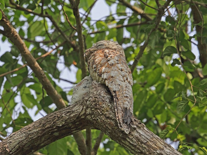 10 Animals That Look Like Aliens From Outer Space Conclusion The Fascinating World of Alien Like Animals