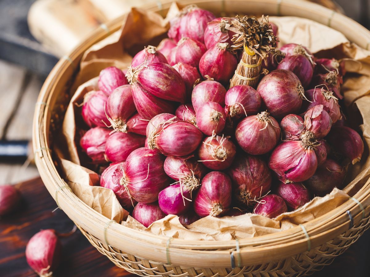 Artificial Intelligence, how can Artificial Intelligence Techniques uses in agriculture, ai onion farmers good news, agriculture sector, modi government, onion price side effects, agriculture news, ai news, Onion farming, Onion Price Falling, nafed, modi government, प्याज, महंगाई, केंद्र सरकार, प्याज सस्ता होगा, प्याज प्रति किलो दाम, एआई, आर्टिफिशियल इंटेलिजेंस, प्याज में सड़ने से बचाएगा ai 