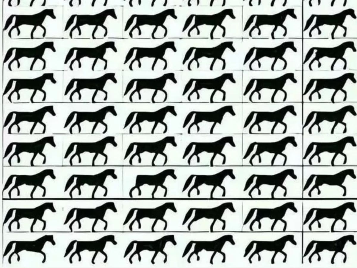 ऑप्टिकल भ्रम, शेपटीशिवाय घोडा, तीक्ष्ण डोळे-2023-12-ad84b5fc6e2d11c6d465cb77a3ca1e2e
