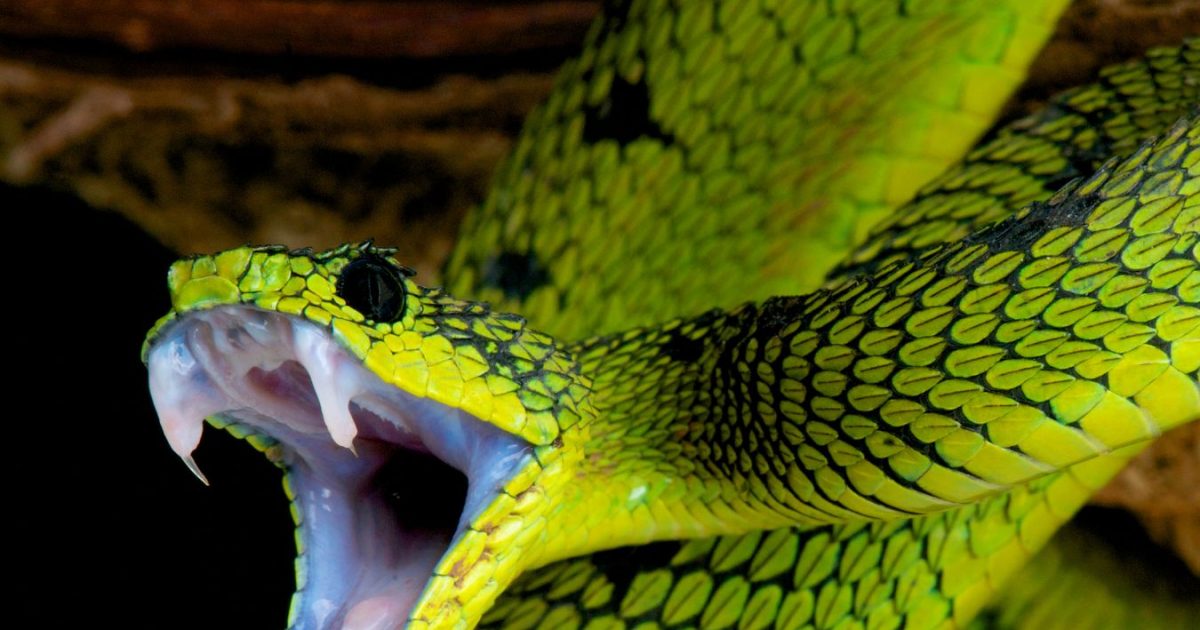 जहरीले जानवरों पर खुद के जहर का असर क्यों नहीं होता? पूछा गया सवाल, क्