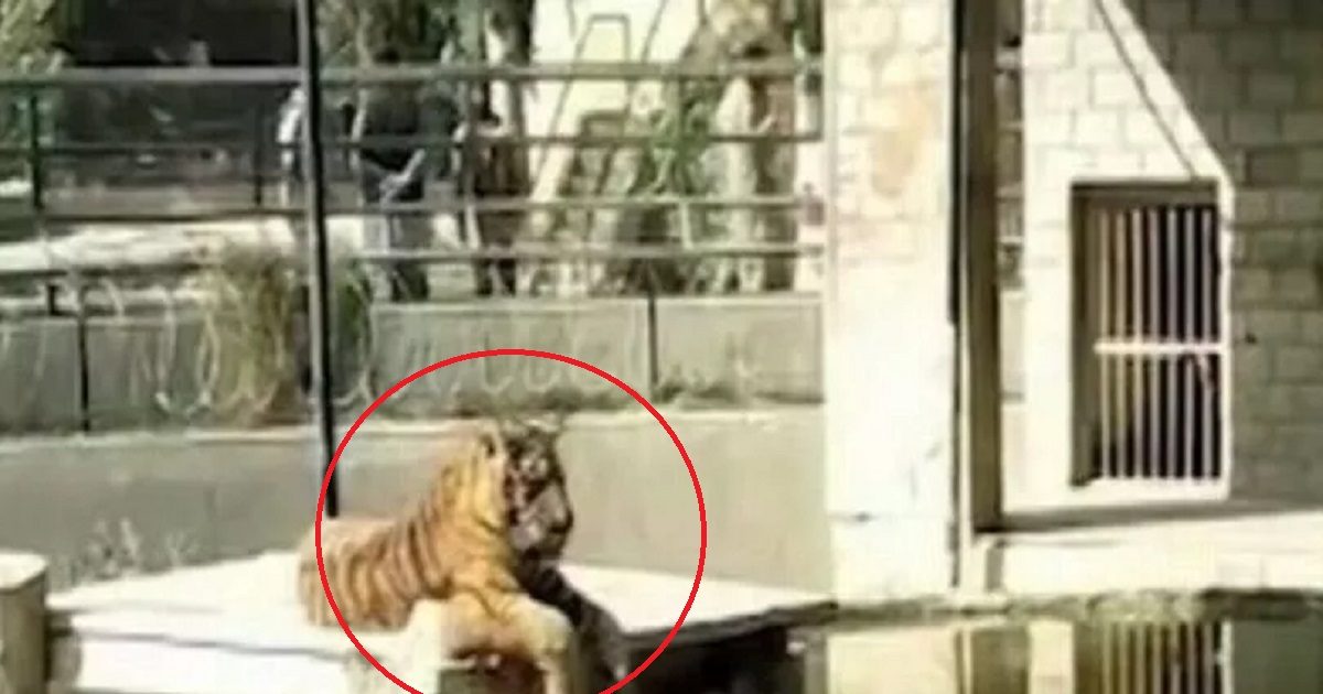 10 रुपए की टिकट लेकर चिड़ियाघर घुसा शख्स, बन गया बाघ का नाश्ता, मिली