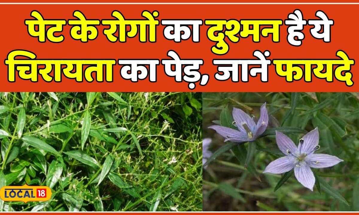 Chirata Benefits: Liver Cancer से लेकर पेट के रोगों को दूर करेगा ये ...