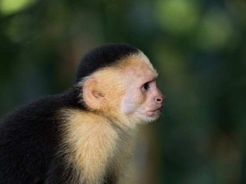 Monkeys : जानिए बंदरों के बारे में हैरान करने वाली बातें, नहीं होते हैं ...