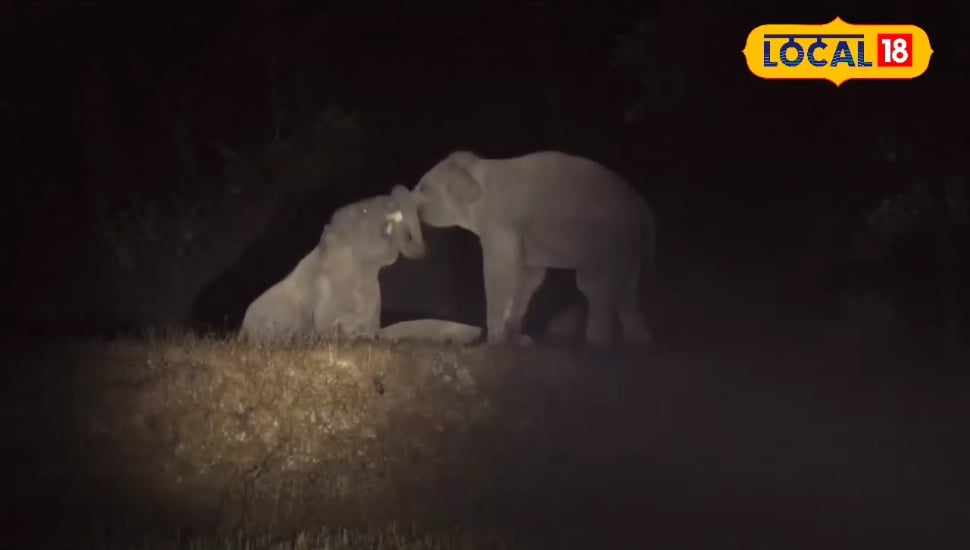 दो नर हाथियों की मस्ती ने दिलाई बचपन की याद!...दिल खुश कर देगा ये वीडियो
