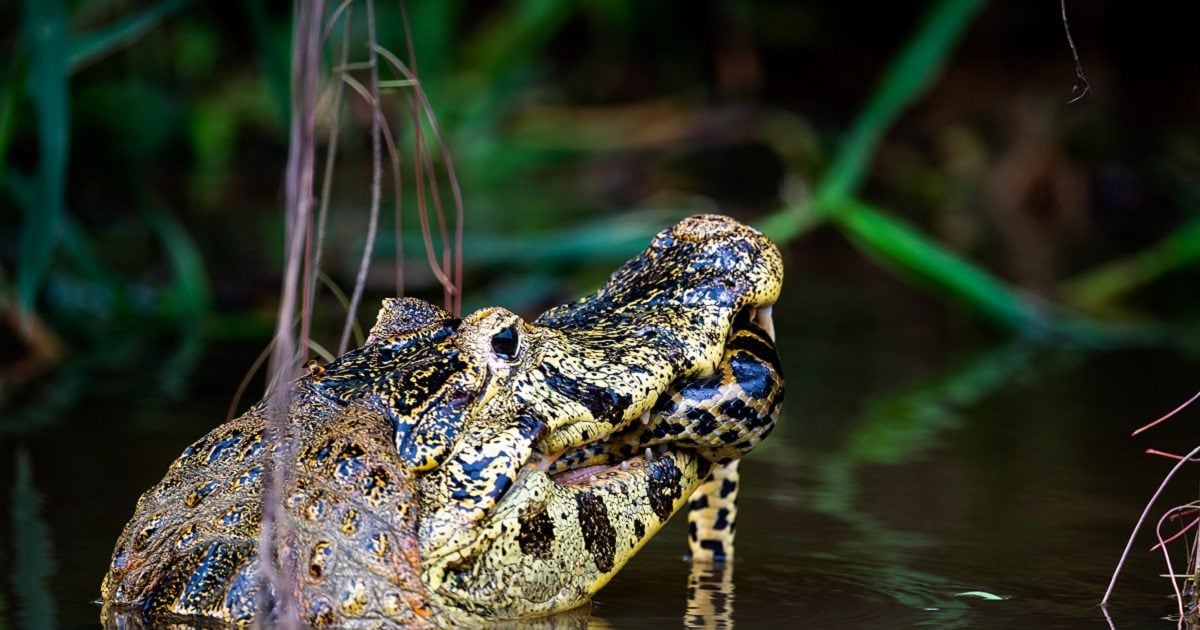 Animals can eat each other alive but humans get sick eating raw meat