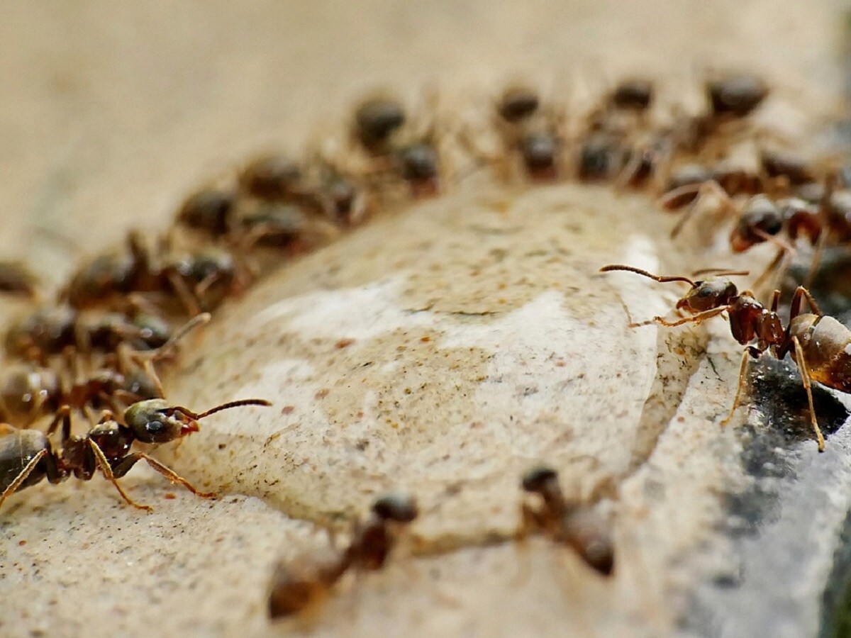 स्वतःची आरोग्य व्यवस्था असलेल्या मुंग्या, स्वतःच्या जखमांसाठी प्रतिजैविक बनवू शकतात, माताबेल मुंग्या, 