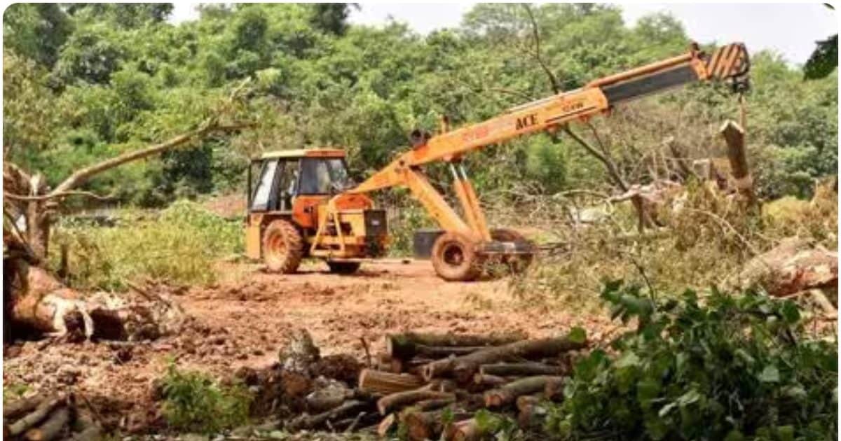 आरोप: कोल माइनिंग प्रोजेक्ट के लिए छत्तीसगढ़ में काटे गए 98000 से अधिक पेड़, NGT ने मांगी रिपोर्ट, तो मिला ये जवाब