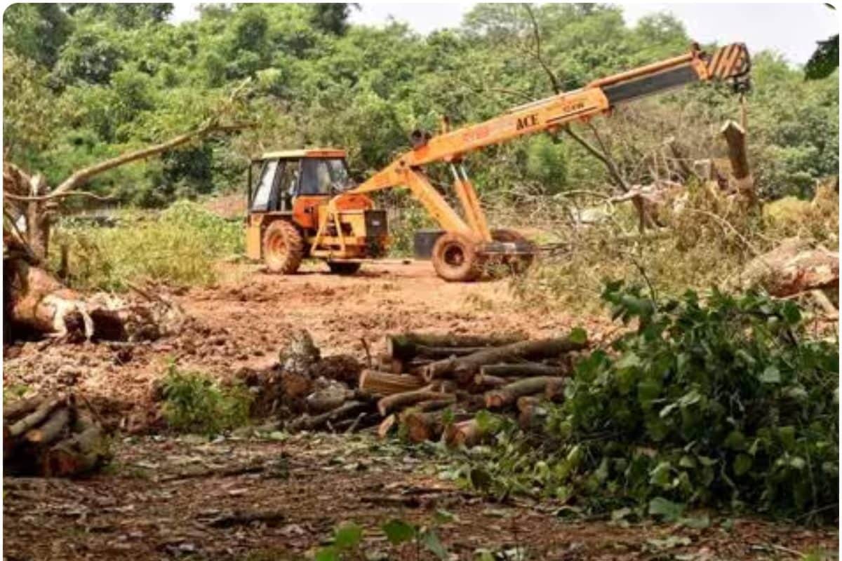 आरोप: कोल माइनिंग प्रोजेक्ट के लिए छत्तीसगढ़ में काटे गए 98000 से अधिक पेड़