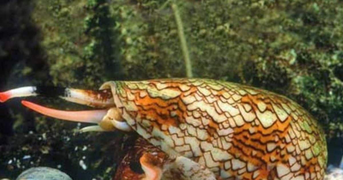 King Kobra से भी जहरीला ये जानवर, पलभर में सुला सकता है मौत की नींद