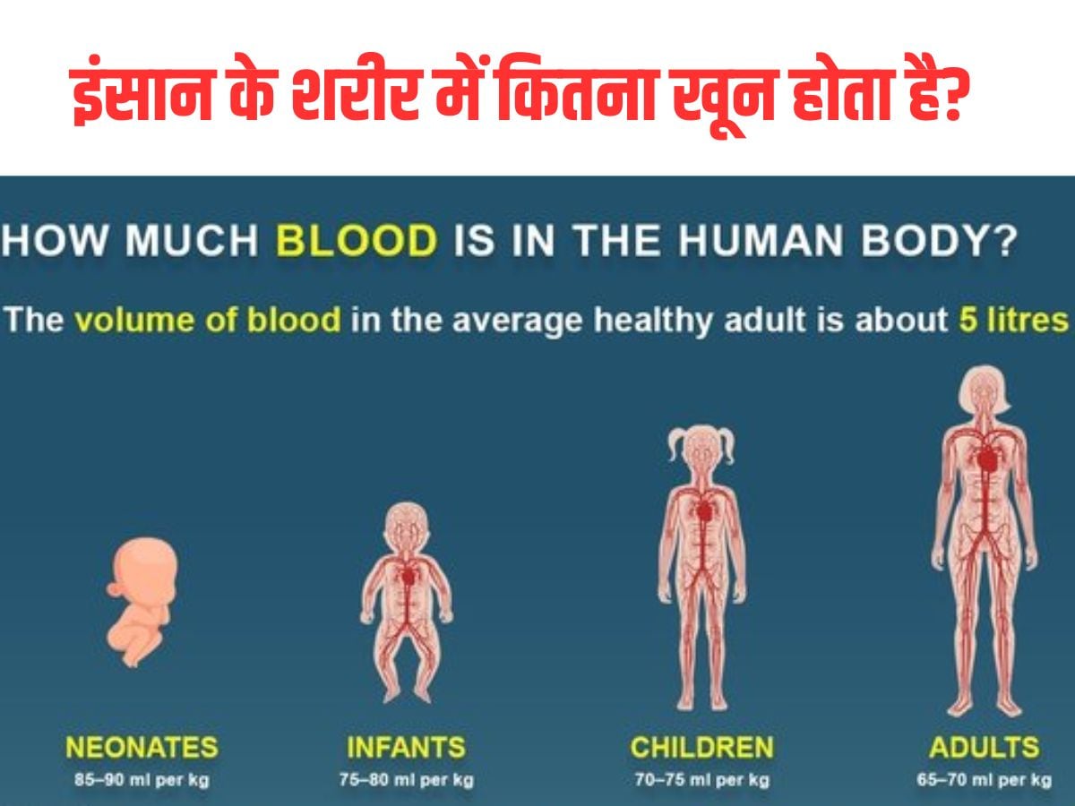  How much Blood is in a Human Body, blood