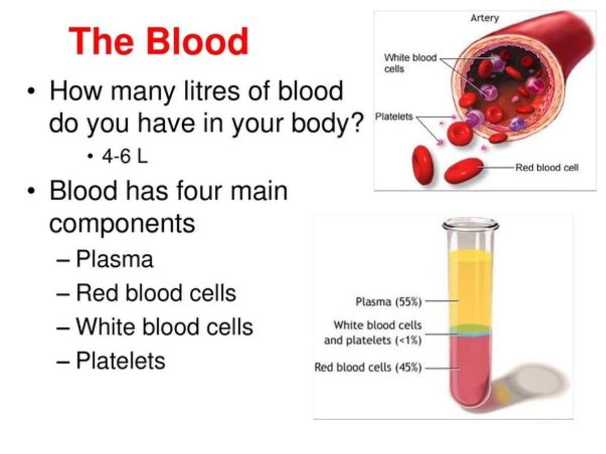 How much blood is produced each day, How much blood do you produce in 24 hours, How many Litres of blood per day, How many blood in 1 unit, how much blood in human body in percentage, total blood in human body in litres in male and female
