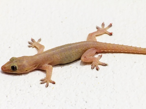 Lizard Falling: शरीर के इन 10 अंगों पर गिर जाए छिपकली, न हों परेशान