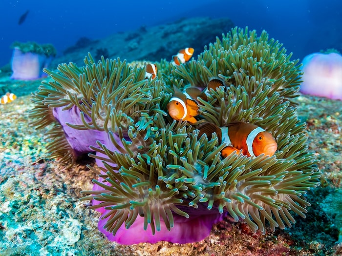 These animals do not have brain, yet they eat and drink, some have such