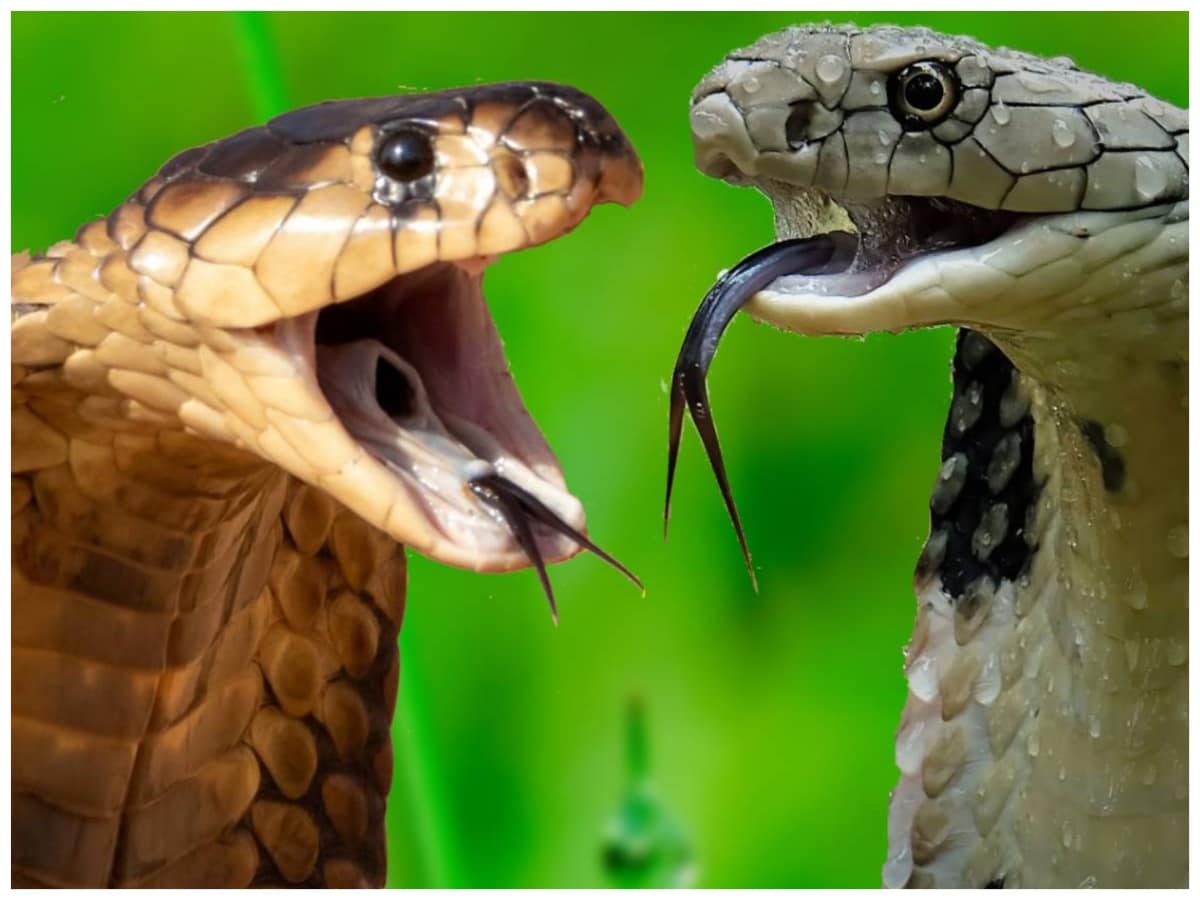 What is poison for snakes, do snakes drink milk, Snakes and Milk, if snakes drink milk they will die by suffocation, fear of snakes, snakes fear with milk, do snakes dance on bunnies, Bunnies and Snakes, Snake Dance, सांप क्‍या पीने से मर सकते हैं, क्‍या सांप दूध पीते हैं, क्‍या सांप बीन बजाने पर नाचते हैं, सांपों को किससे लगता है डर