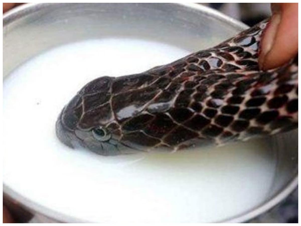 What is poison for snakes, do snakes drink milk, Snakes and Milk, if snakes drink milk they will die by suffocation, fear of snakes, snakes fear with milk, do snakes dance on bunnies, Bunnies and Snakes, Snake Dance, सांप क्‍या पीने से मर सकते हैं, क्‍या सांप दूध पीते हैं, क्‍या सांप बीन बजाने पर नाचते हैं, सांपों को किससे लगता है डर