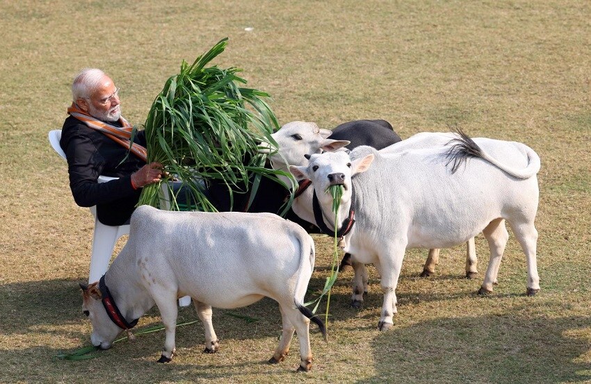 Makar Sankranti 2024: PM Narendra Modi feeds cows on the occasion of Makar Sankranti at his residence-पीएम मोदी ने इस अंदाज में मनाई मकर संक्रान्ति, गायों को खिलाया चारा, किया दुलार, देखें