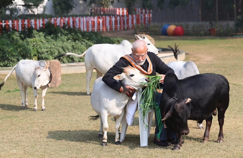 PM Narendra Modi Feeds Cows.
