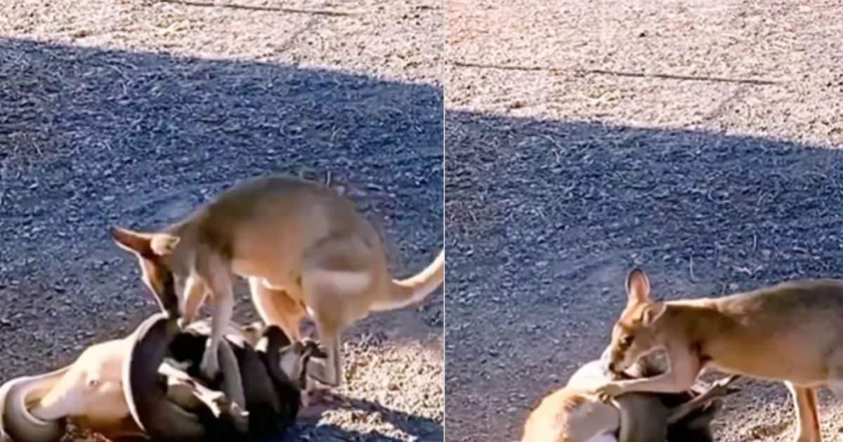Python vs Kangaroo viral video kangaroo mother saves calf with python 2024 01 0d185802193153e7d67a905da65a819c