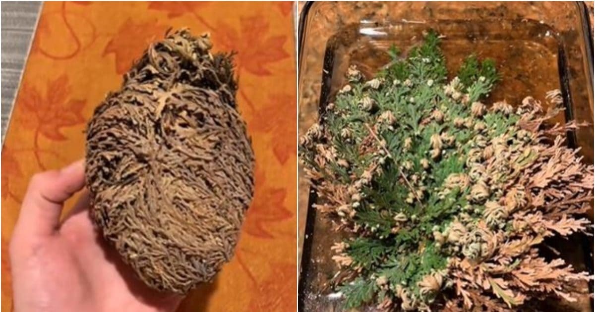 कई बार ‘पुर्नजन्म’ ले सकता है ये चमत्कारिक पौधा, सूखने के बाद भी ऐसे हो