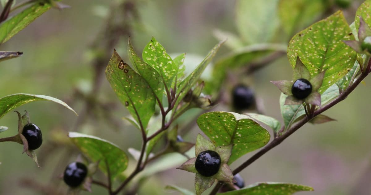 It is the most poisonous plant in the world, if someone eats 10 of its
