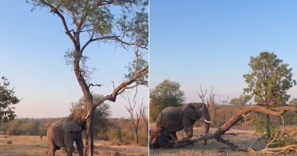 हाथी की ताकत जाननी हो तो देख लीजिए ये वीडियो! सूंड से पकड़ लिया पेड़