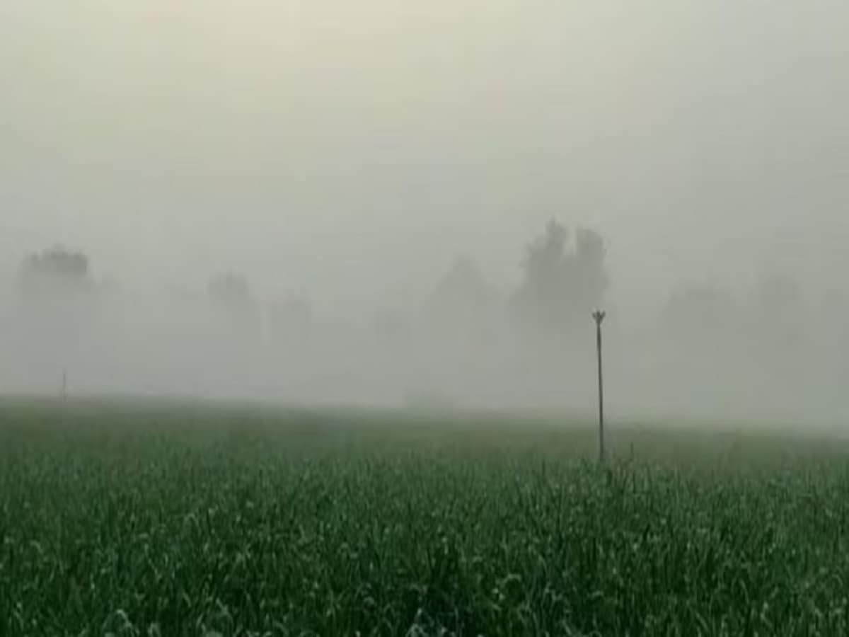 इन फसलों के लिए वरदान है कोहरा, घना कुहासा देख किसानों की लगी लॉटरी, जमकर  होगी कमाई! - Agriculture expert claims fog is boon for these crops farmers  earns huge profit kuhasa