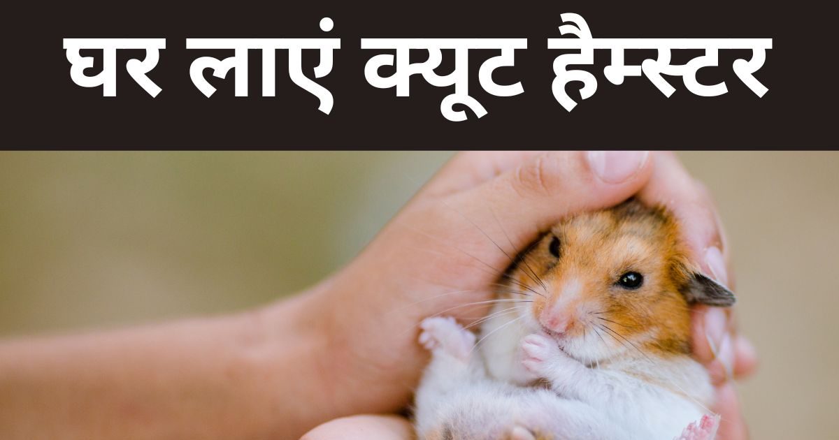 Hamster care tips: पालना चाहते हैं छोटा सा जानवर, घर लाएं क्‍यूट हैम् ...