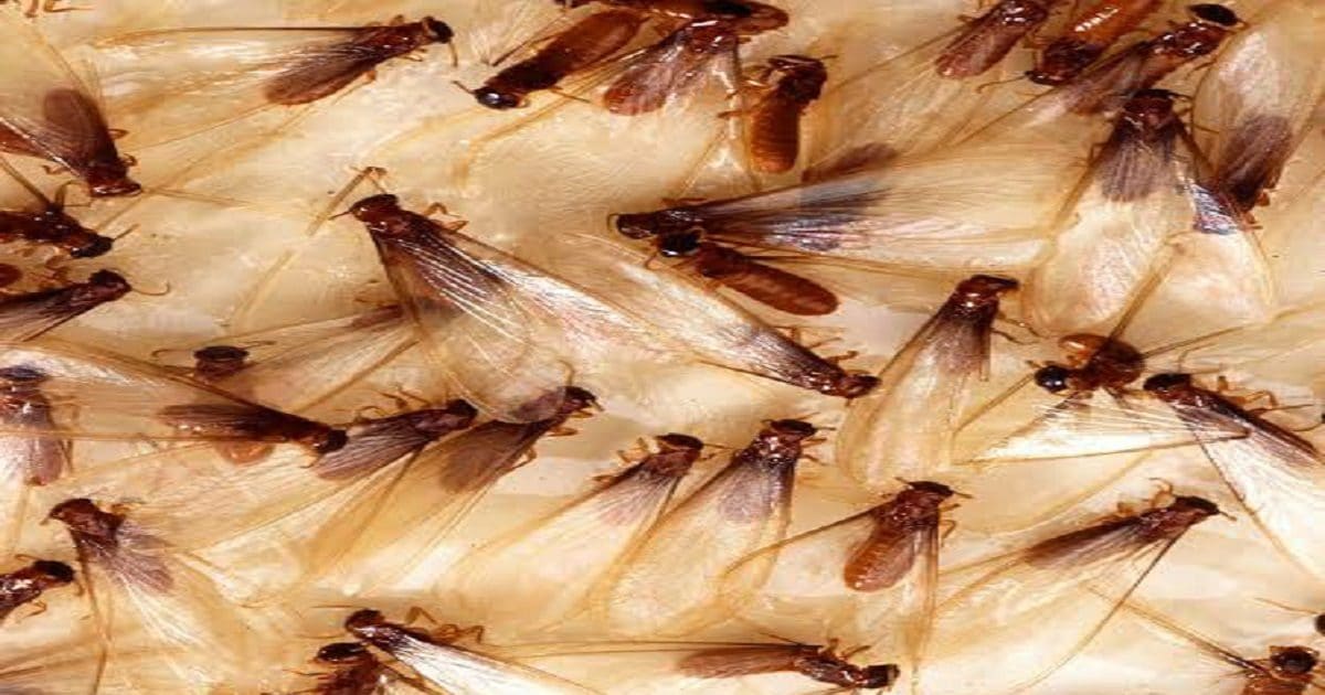 Udhay Insect यहां चाव से खाया जाता है ये बरसाती कीड़ा, भूंजा संग फांकते हैं आदिवासी ...