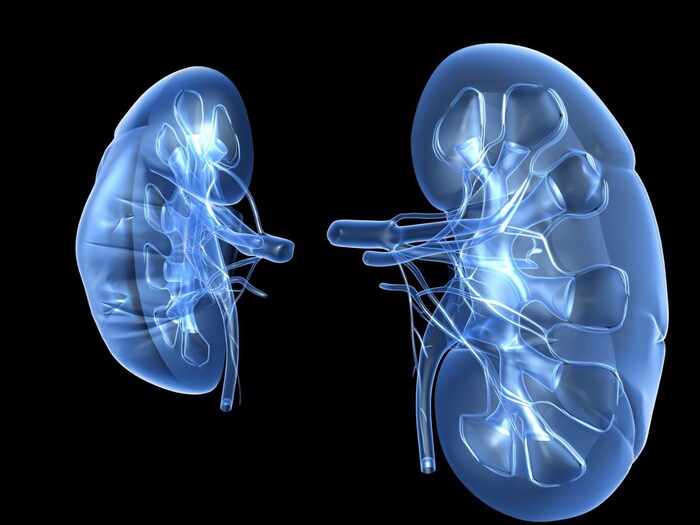 किडनी की हेल्थ का रखें ख्याल, नहीं जाना होगा कभी डॉक्टर के पास 3 Canva