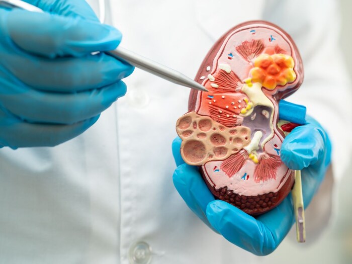 किडनी की हेल्थ का रखें ख्याल, नहीं जाना होगा कभी डॉक्टर के पास 2 Canva