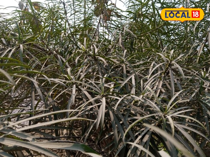 कमाल का है यह पौधा, छाल से लेकर पत्ते तक हैं गुणकारी...कई बीमारियों में