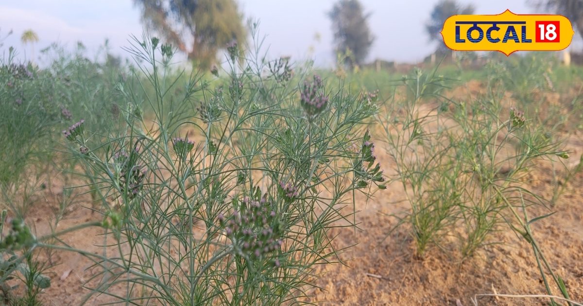 farmers can save cumin crop from diseases like this, know what is the ...