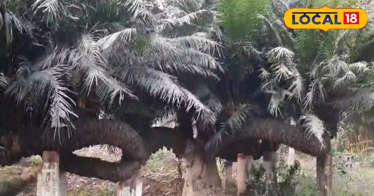 300 साल पुराना ये पेड़ है सहारनपुर की विरासत? ईंट के पिलर बने सहारा ...